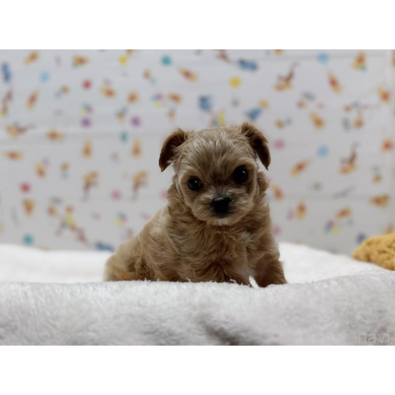 成約済の東京都のチワプー:チワワ×トイプードル-437368の7枚目