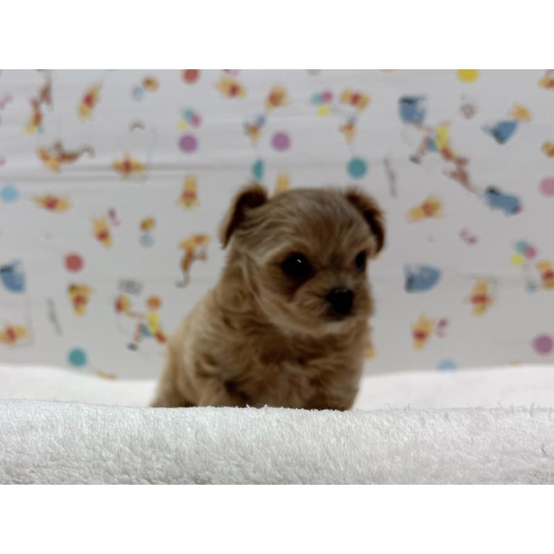 成約済の東京都のチワプー:チワワ×トイプードル-437368の6枚目