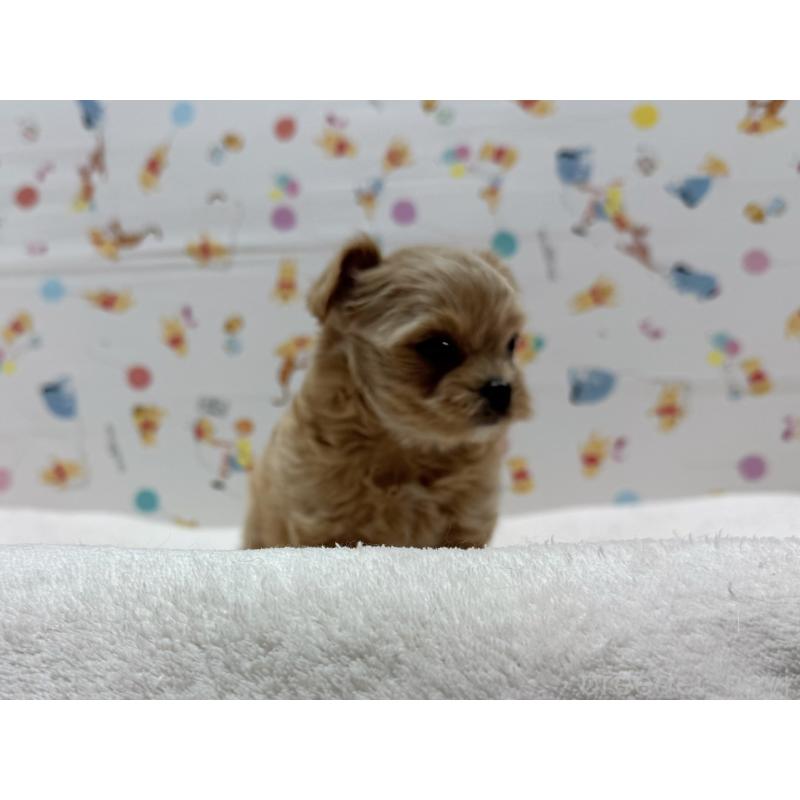 成約済の東京都のチワプー:チワワ×トイプードル-437368の5枚目