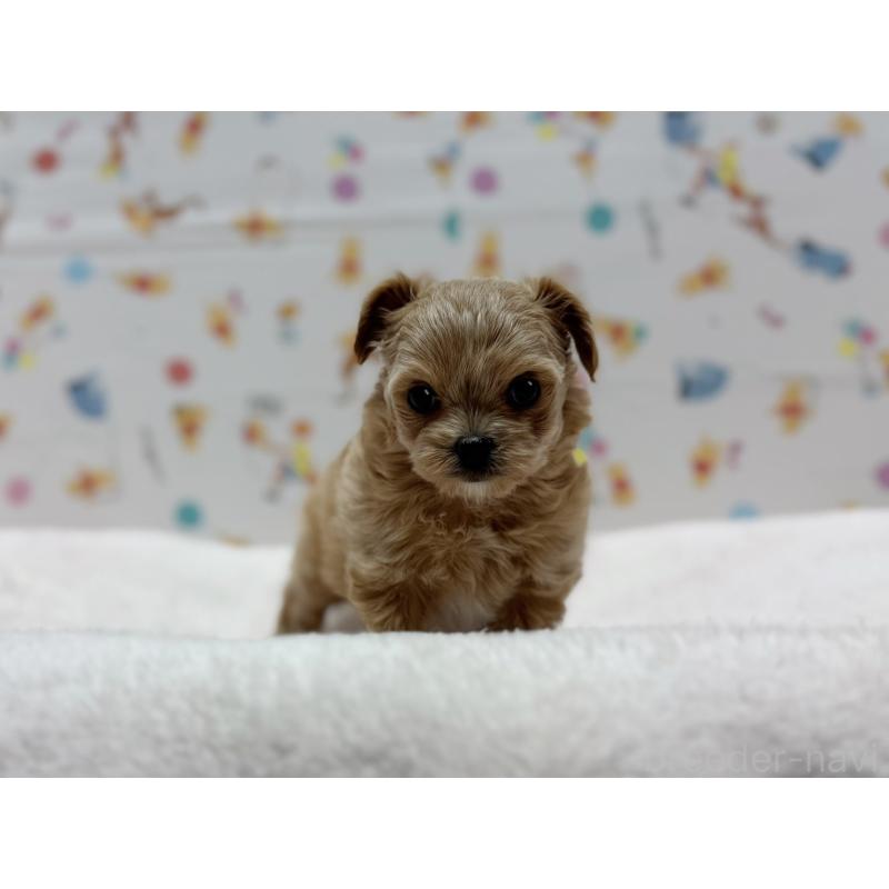 成約済の東京都のチワプー:チワワ×トイプードル-437368の1枚目