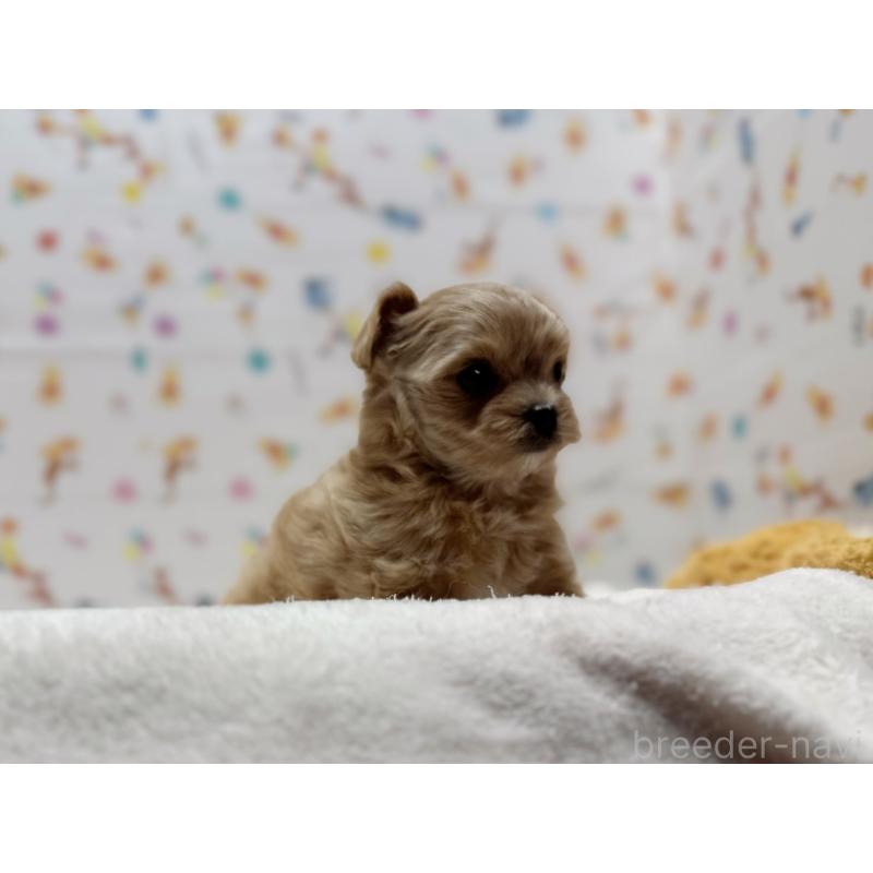 成約済の東京都のチワプー:チワワ×トイプードル-437368の3枚目