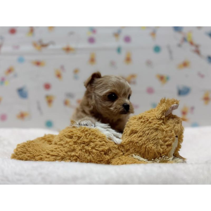 成約済の東京都のチワプー:チワワ×トイプードル-437368の2枚目