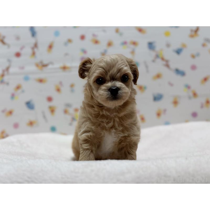 成約済の東京都のチワプー:チワワ×トイプードル-437364の11枚目