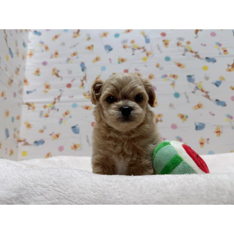 成約済の東京都のチワプー:チワワ×トイプードル-437364の9枚目