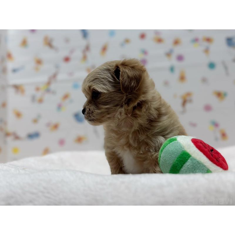 成約済の東京都のチワプー:チワワ×トイプードル-437364の8枚目