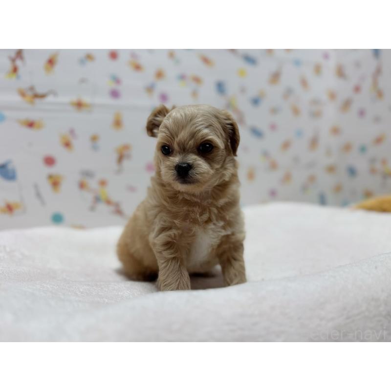 成約済の東京都のチワプー:チワワ×トイプードル-437364の6枚目