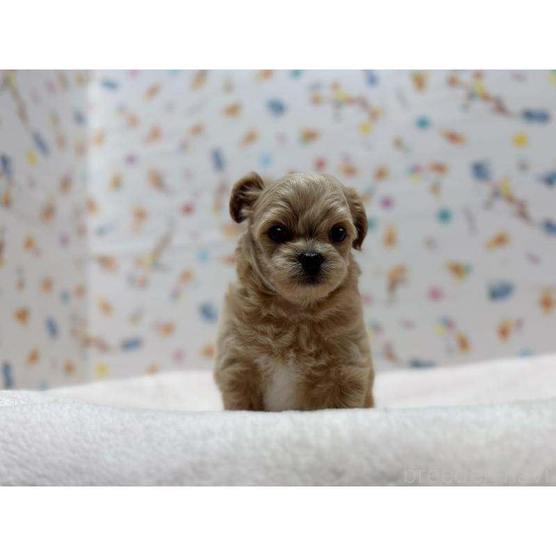 成約済の東京都のチワプー:チワワ×トイプードル-437364の3枚目