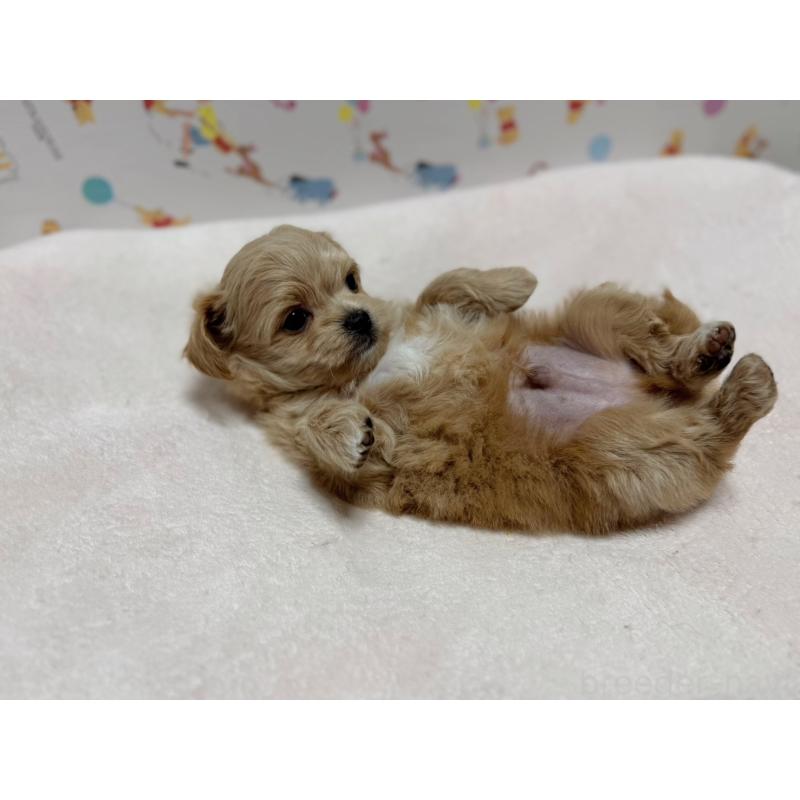 成約済ののチワプー:チワワ×トイプードル-437364