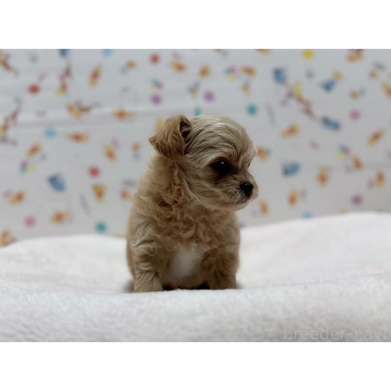 成約済の東京都のチワプー:チワワ×トイプードル-437364の2枚目