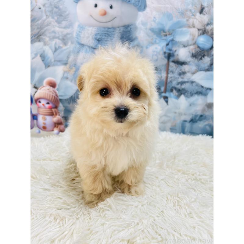 成約済の茨城県のポメプー:ポメラニアン×トイプードル-438348の3枚目