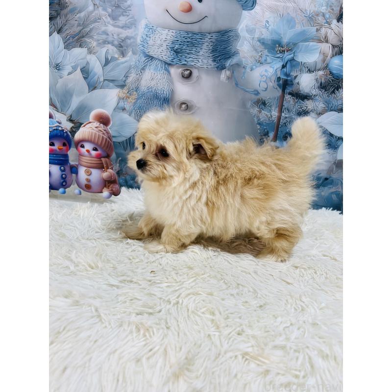 成約済の茨城県のポメプー:ポメラニアン×トイプードル-438348の2枚目