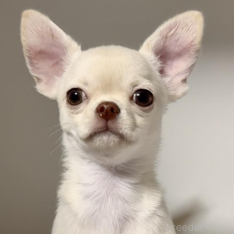 販売中の東京都のチワワ(スムースコート)-429866