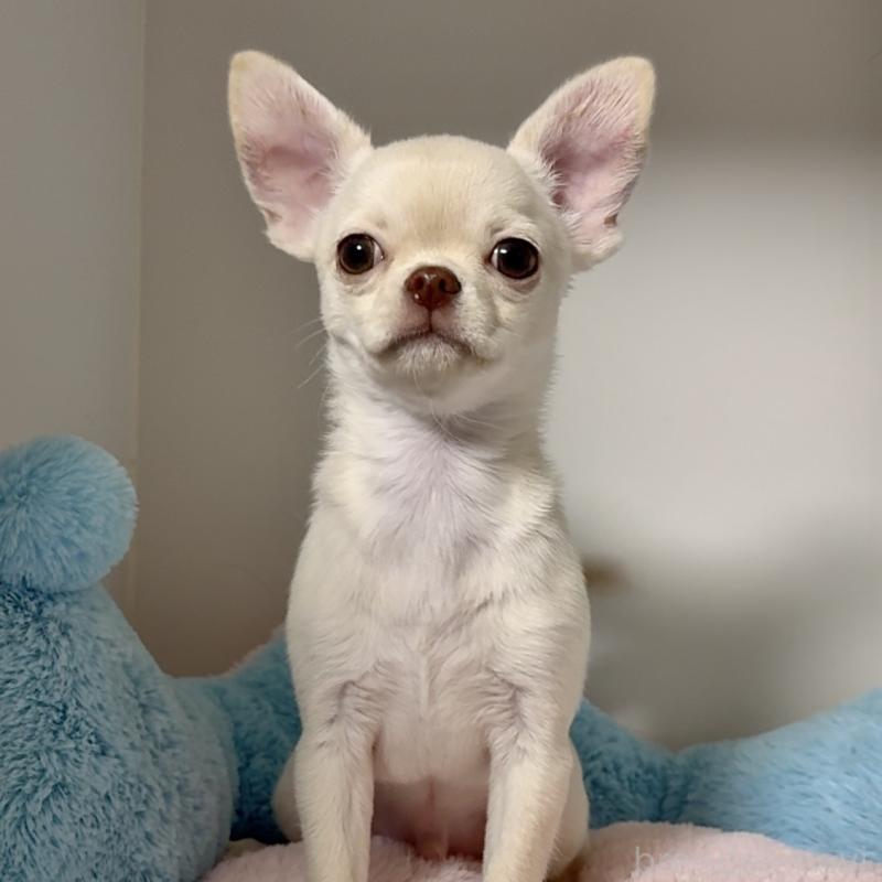 成約済の東京都のチワワ(スムースコート)-429866の6枚目