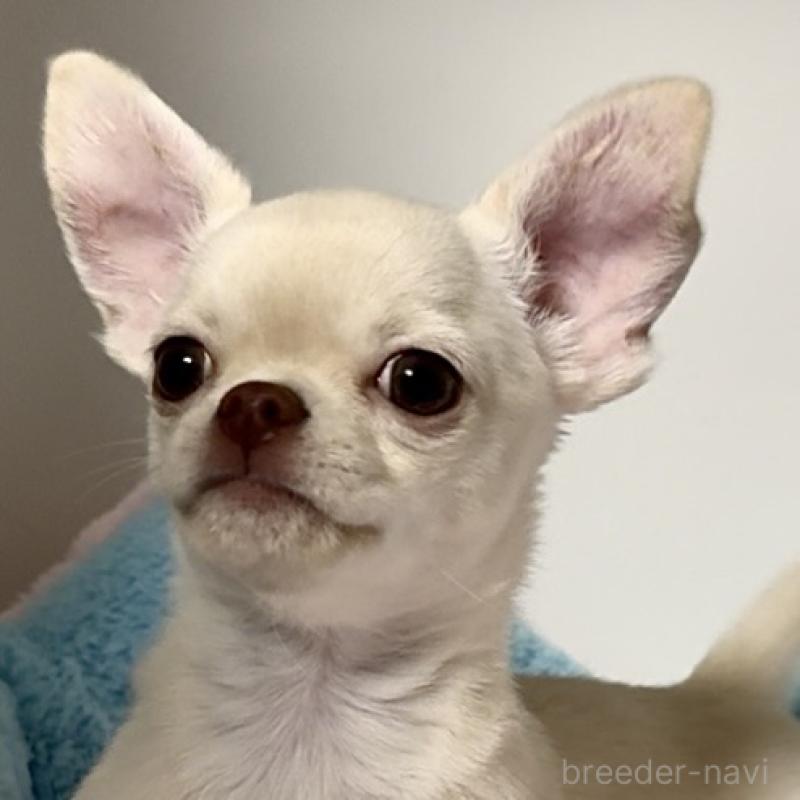 成約済の東京都のチワワ(スムースコート)-429866の5枚目