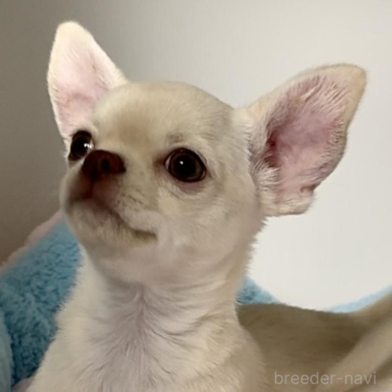 成約済の東京都のチワワ(スムースコート)-429866の4枚目