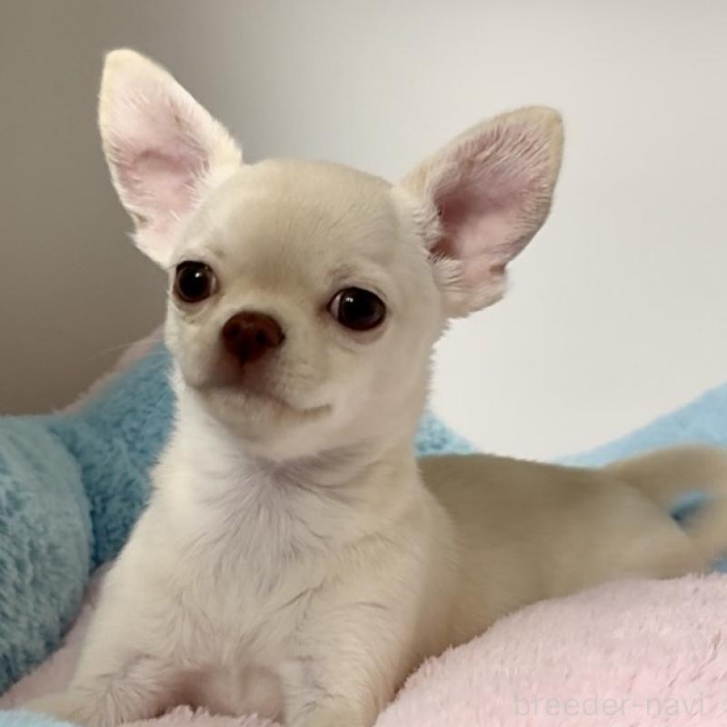 成約済の東京都のチワワ(スムースコート)-429866の2枚目