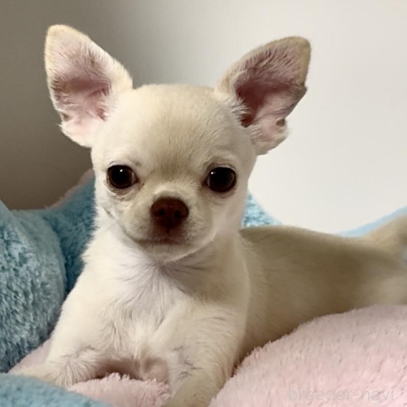 成約済の東京都のチワワ(スムースコート)-429866の3枚目