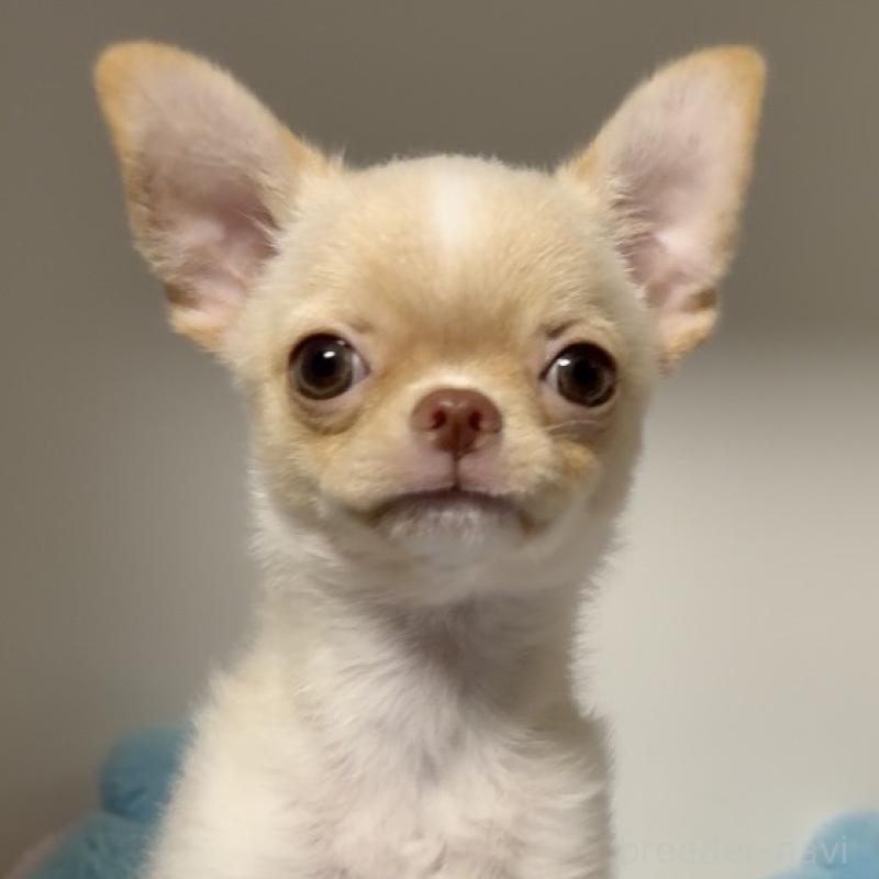 販売中の東京都のチワワ(ロングコート)-430993の5枚目