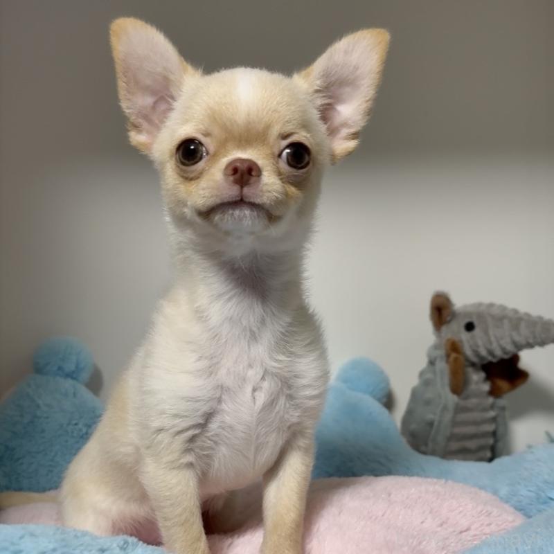 販売中の東京都のチワワ(ロングコート)-430993の4枚目