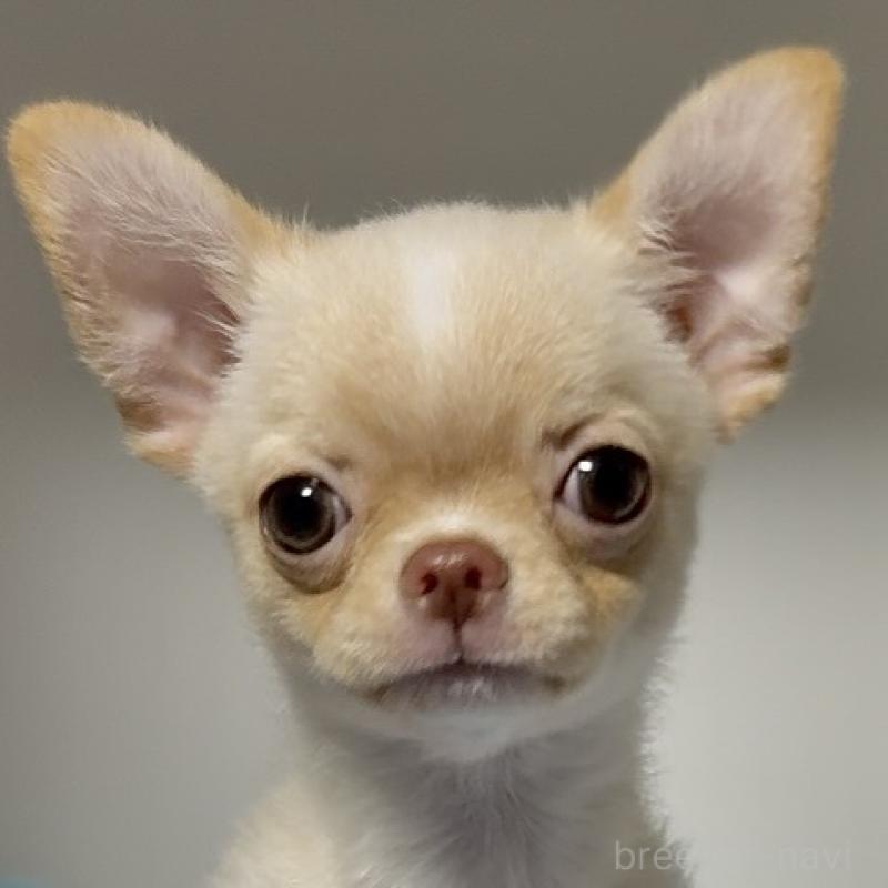 販売中の東京都のチワワ(ロングコート)-430993の1枚目