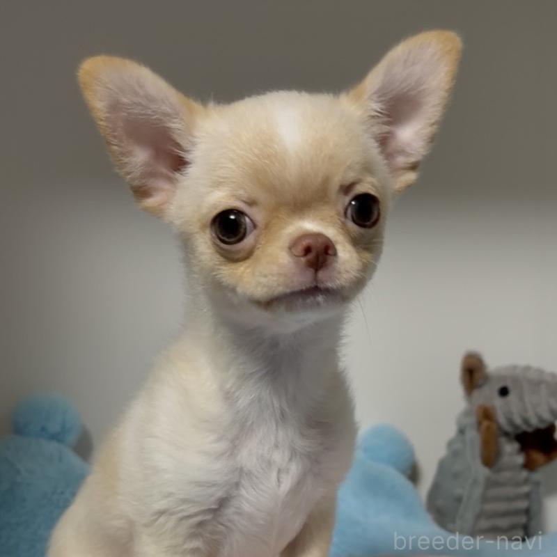 販売中の東京都のチワワ(ロングコート)-430993の3枚目