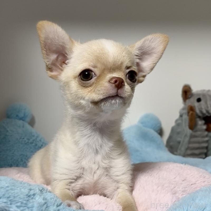 販売中の東京都のチワワ(ロングコート)-430993の2枚目