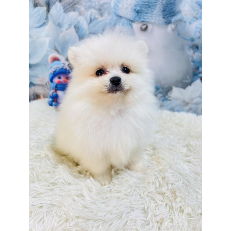 成約済の茨城県のポメラニアン-438349の4枚目