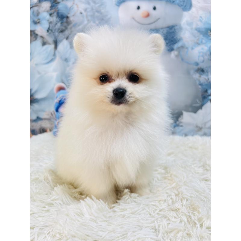 成約済の茨城県のポメラニアン-438349の3枚目