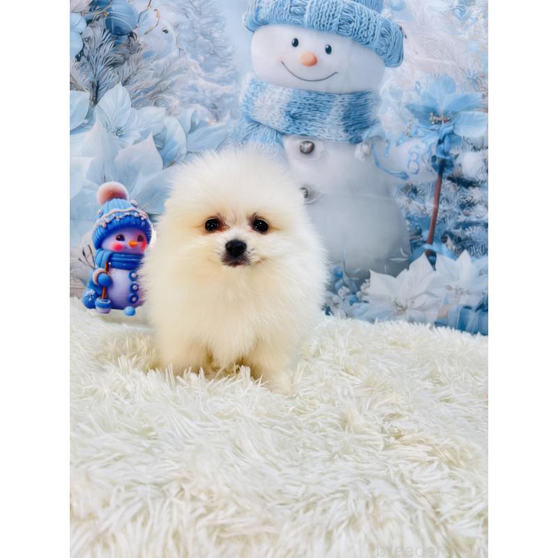 成約済の茨城県のポメラニアン-438349の2枚目