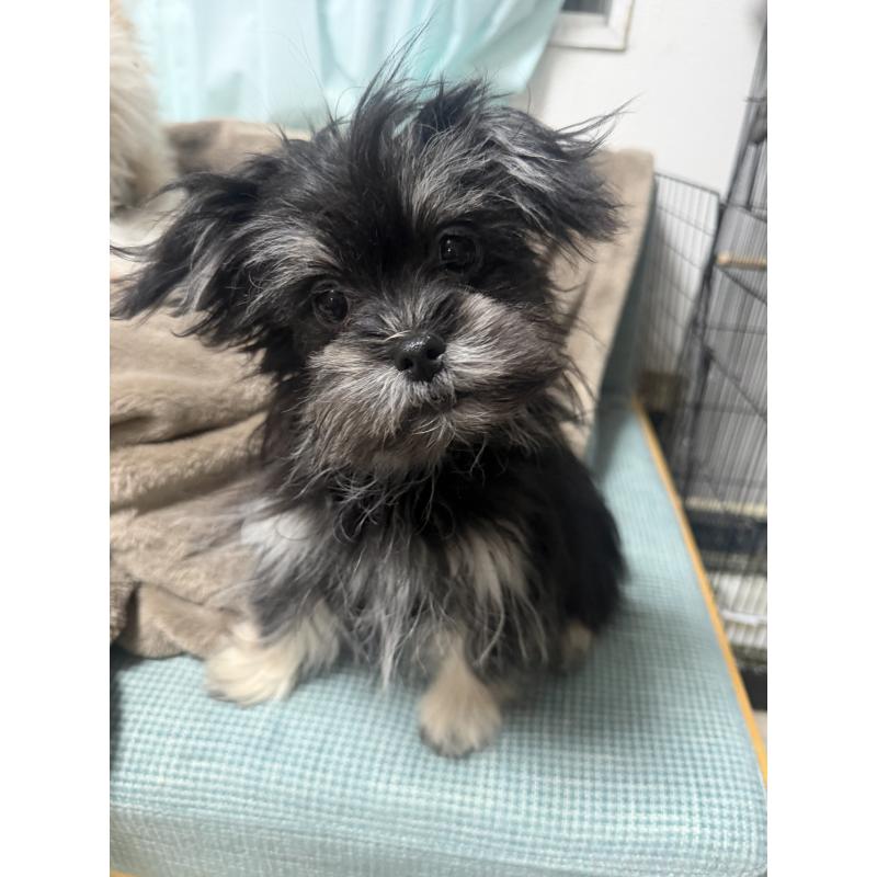 販売中の大分県のポメマル:ポメラニアン×マルチーズ-418852の2枚目