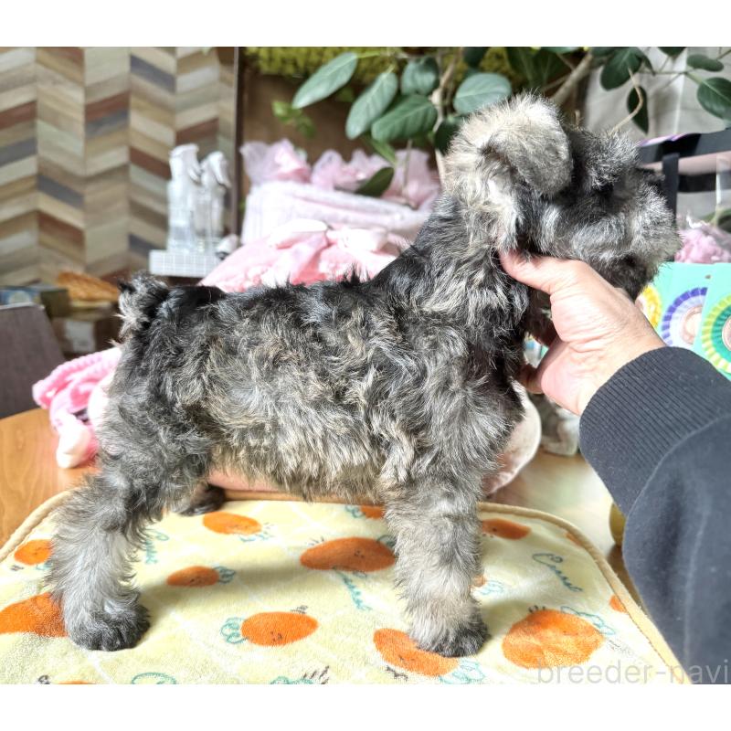 販売中の大阪府のミニチュアシュナウザー-440671の9枚目