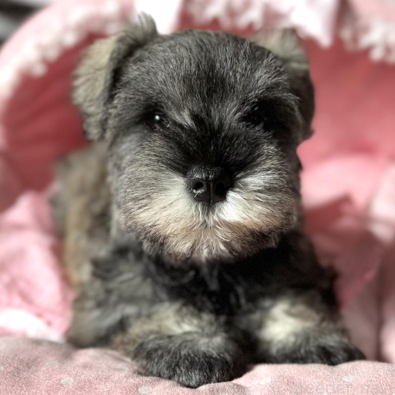 販売中の大阪府のミニチュアシュナウザー-440671の8枚目