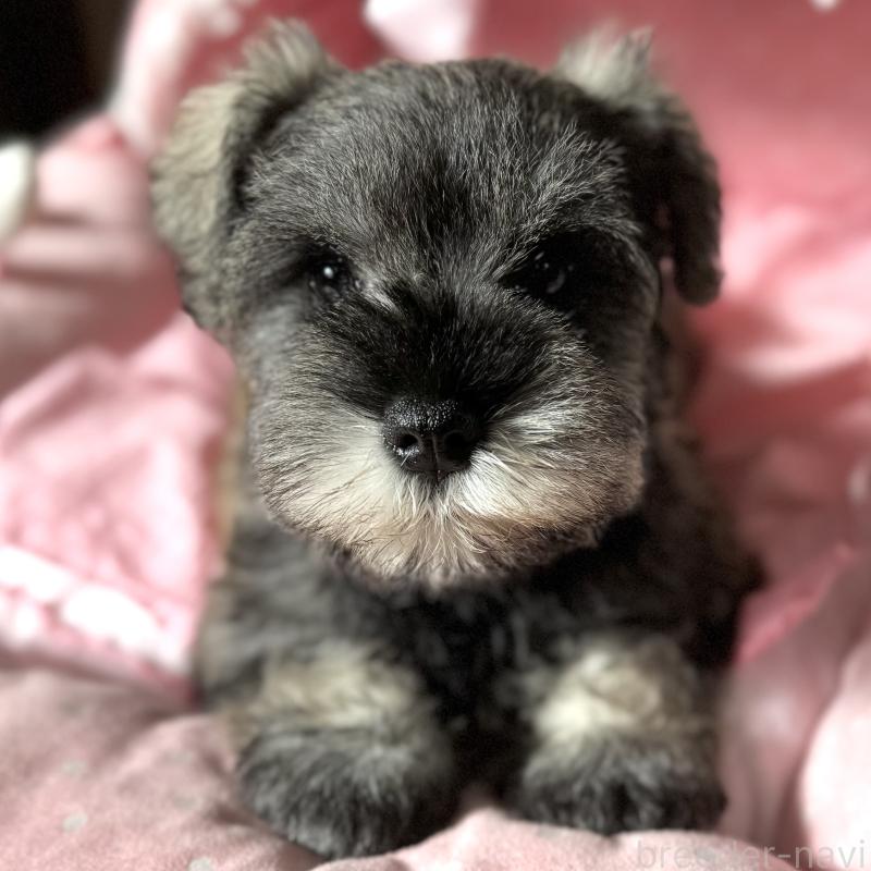 販売中の大阪府のミニチュアシュナウザー-440671の7枚目