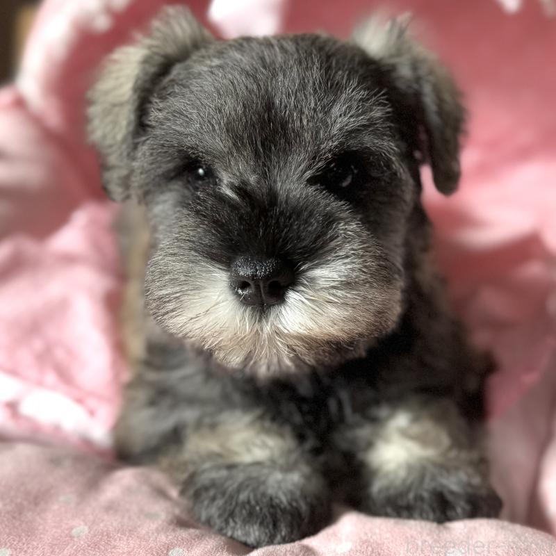 販売中の大阪府のミニチュアシュナウザー-440671の6枚目