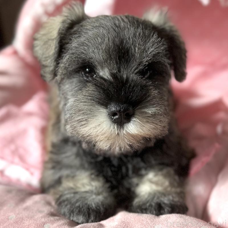 販売中の大阪府のミニチュアシュナウザー-440671の5枚目