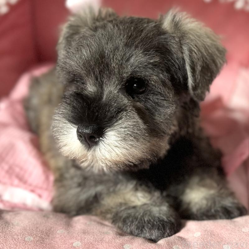 販売中の大阪府のミニチュアシュナウザー-440671の4枚目