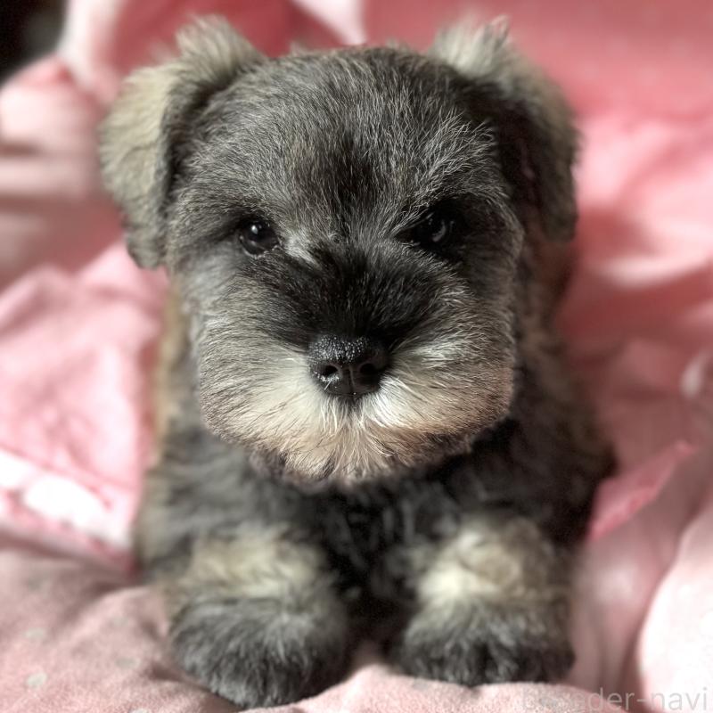 販売中の大阪府のミニチュアシュナウザー-440671の3枚目