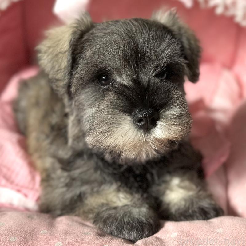 販売中の大阪府のミニチュアシュナウザー-440671の2枚目