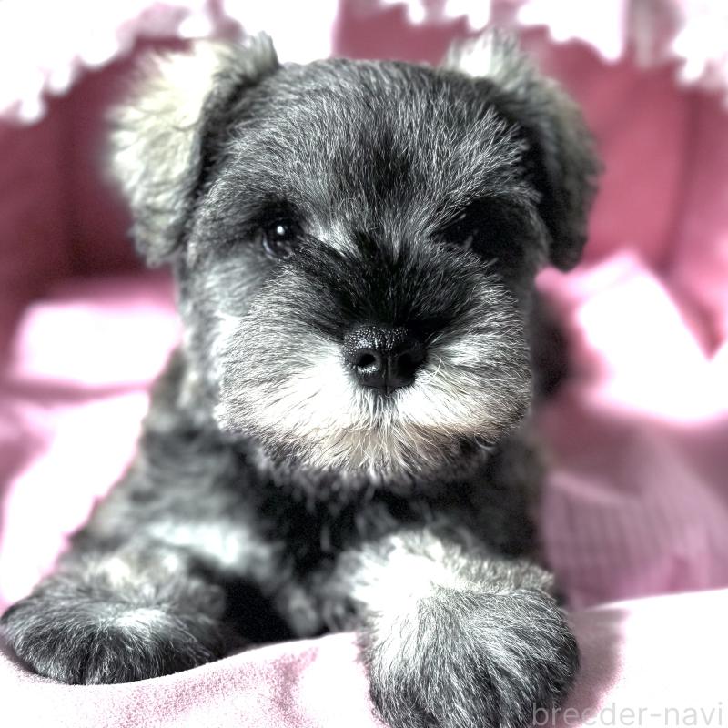 販売中の大阪府のミニチュアシュナウザー-440671の1枚目