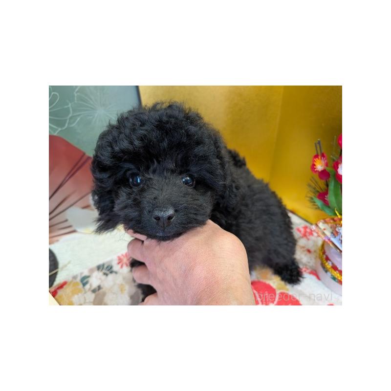 販売中の富山県のタイニープードル-440672の3枚目