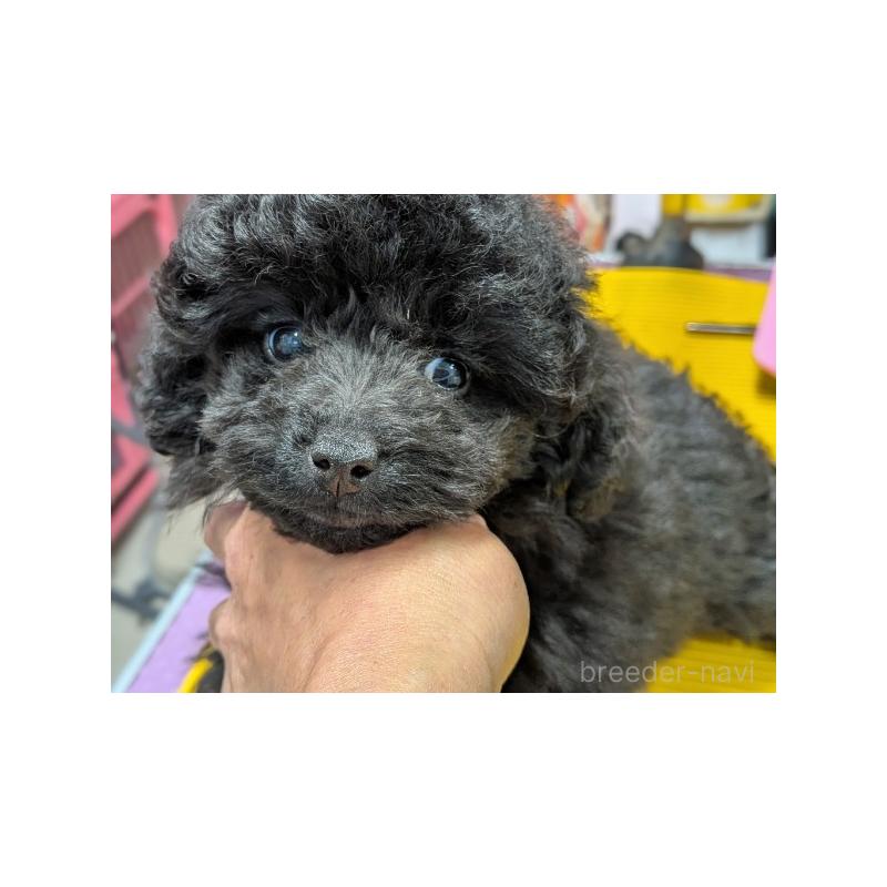 販売中の富山県のタイニープードル-440672の4枚目