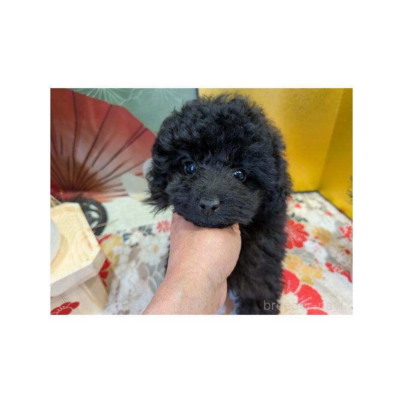 販売中の富山県のタイニープードル-440672の2枚目