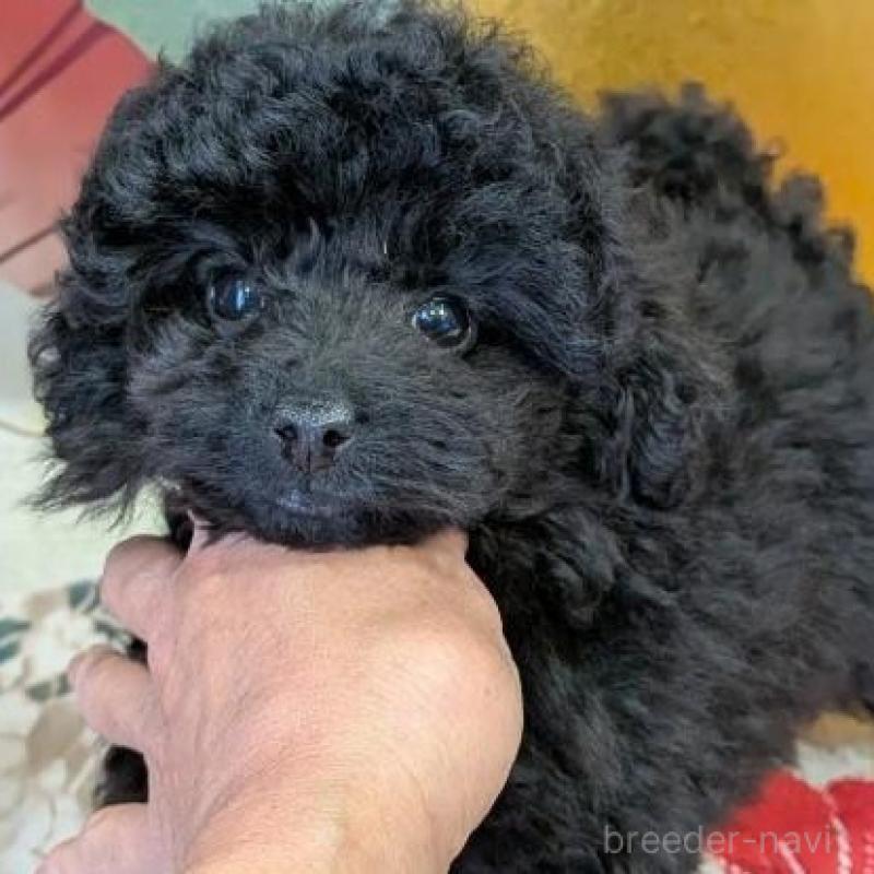 販売中の富山県のタイニープードル-440672