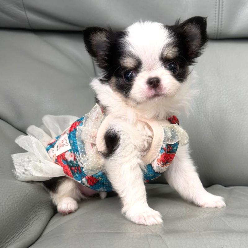 販売中の徳島県のチワワ(ロングコート)-439139