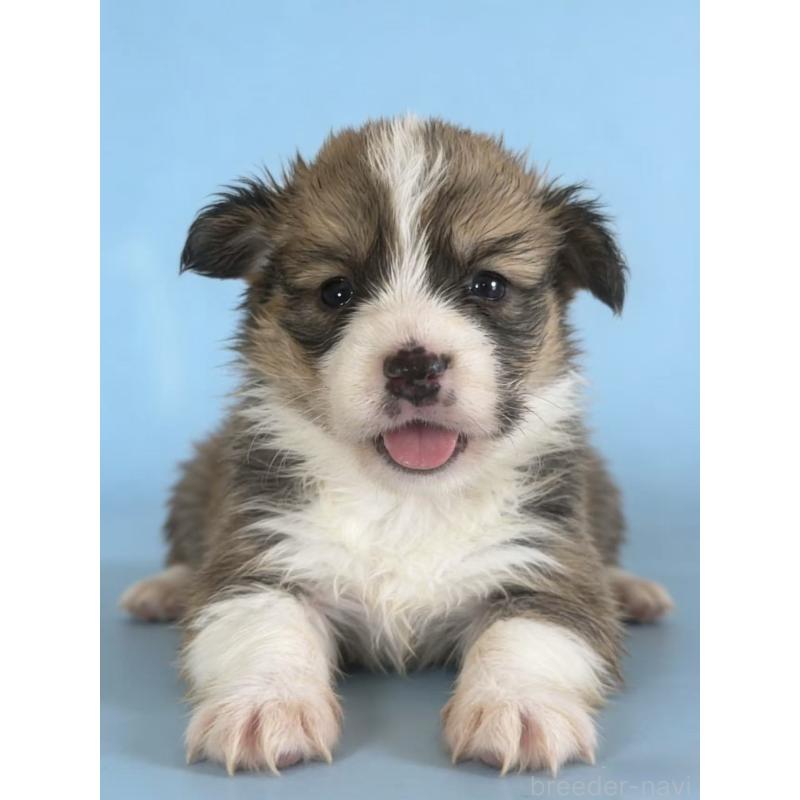 販売中の茨城県のウェルシュコーギーペンブローク-440673