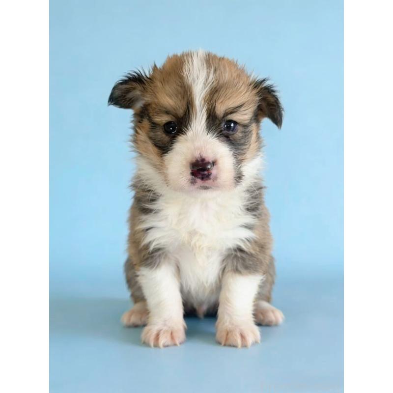 販売中の茨城県のウェルシュコーギーペンブローク-440673の2枚目