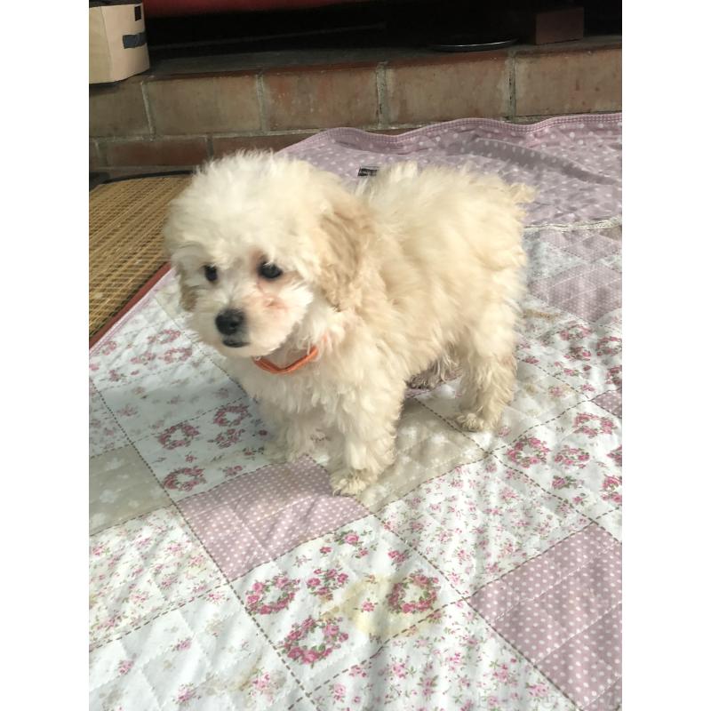 販売中の兵庫県のトイプードル-431958の13枚目