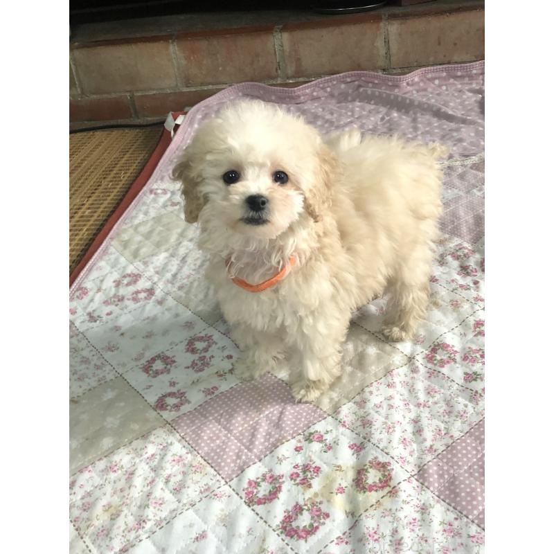 販売中の兵庫県のトイプードル-431958の12枚目