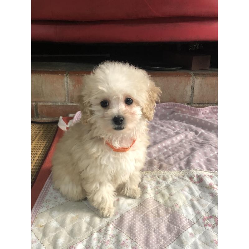販売中の兵庫県のトイプードル-431958の11枚目