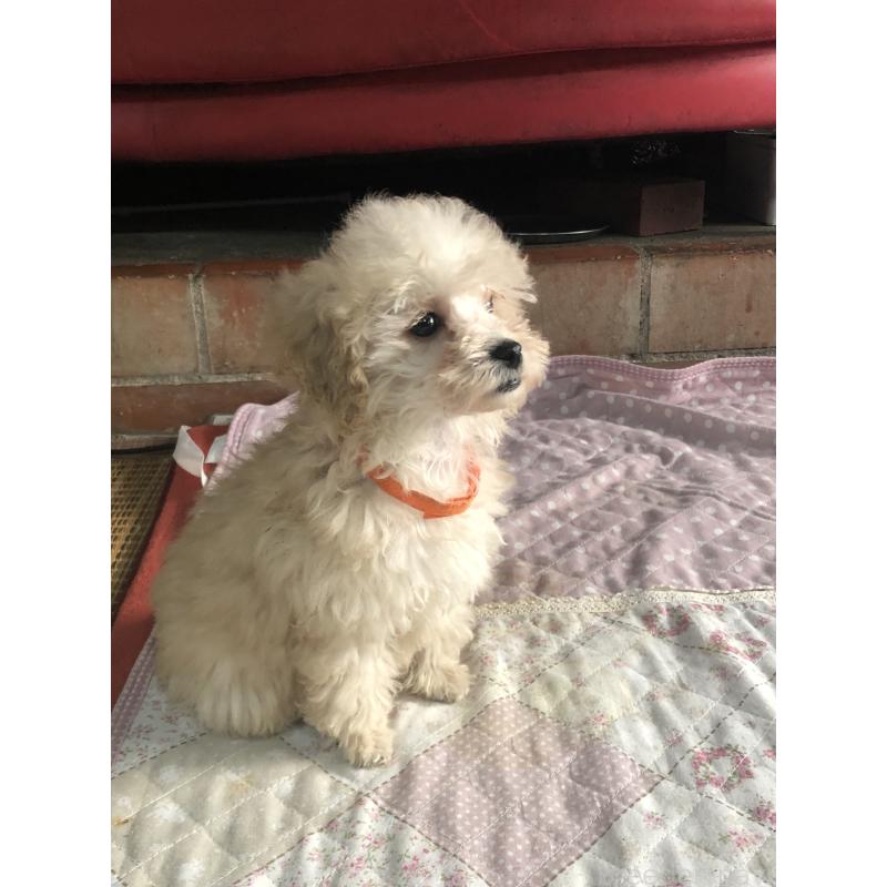 販売中の兵庫県のトイプードル-431958の10枚目